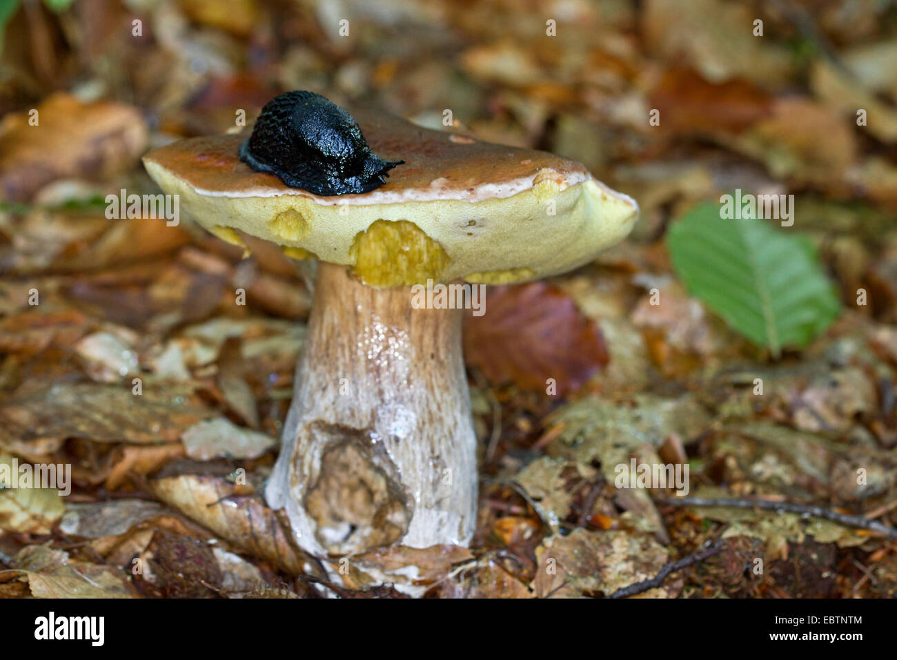 penny bun, cep (Boletus edulis), single fruiting body on forest floor, eroded by a Black Slug, Arion ater, Germany, Mecklenburg-Western Pomerania Stock Photo