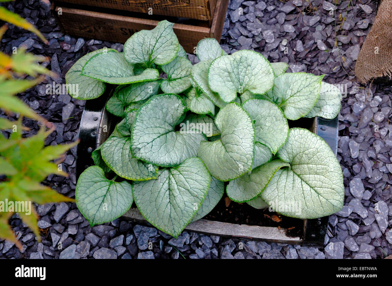 Close up of the Brunnera macrophylla 'Looking Glass' Stock Photo