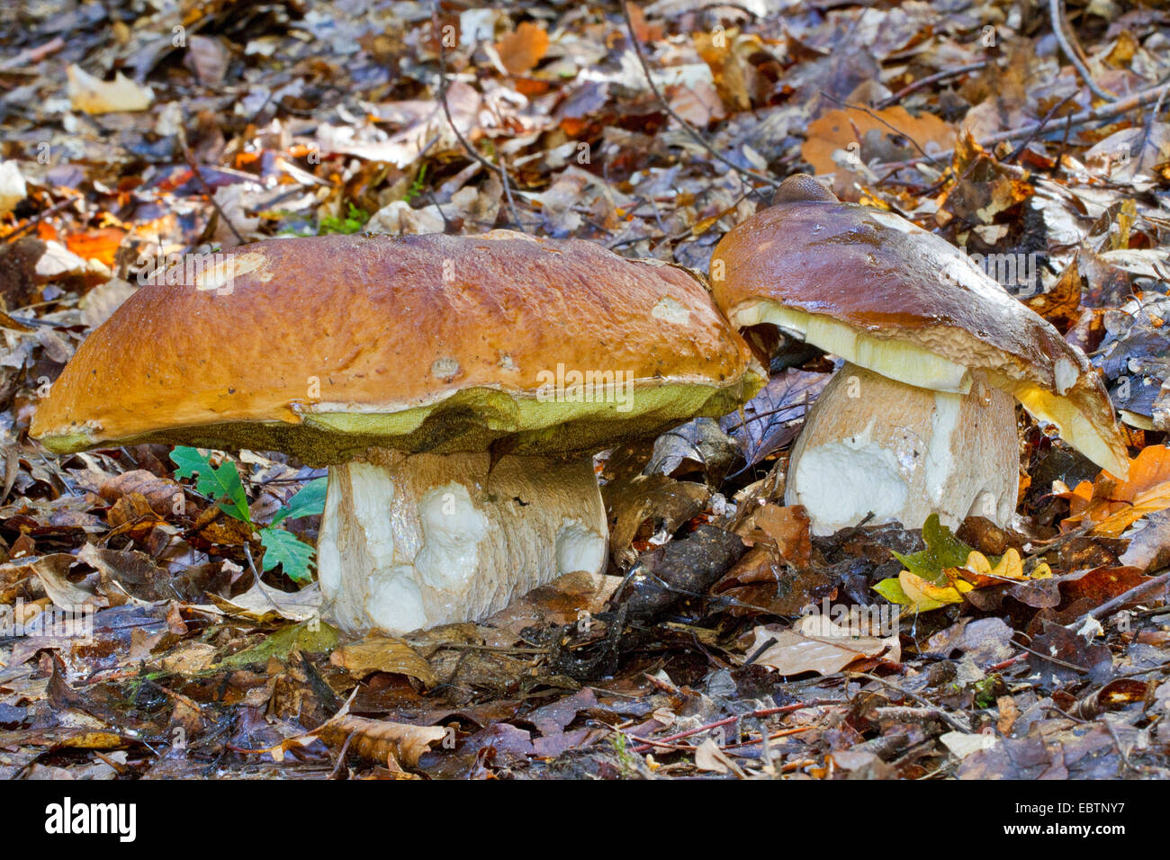 penny-bun-cep-boletus-edulis-two-fruiting-bodies-in-moss-on-forest