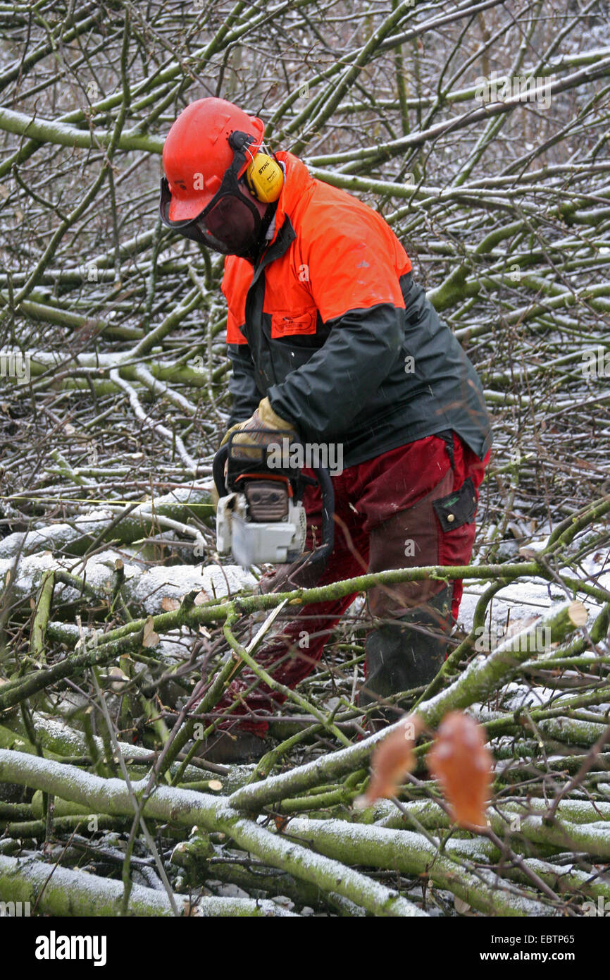 lumberman cutting branch of a felled tree, Germany, North Rhine-Westphalia Stock Photo