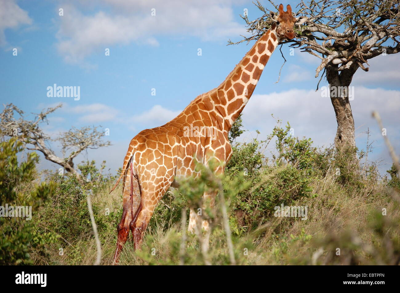 Female Giraffe After Giving Birth Stock Photo - Alamy