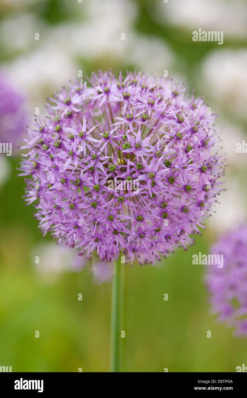 ALLIUM ROSENBACHIANUM Stock Photo