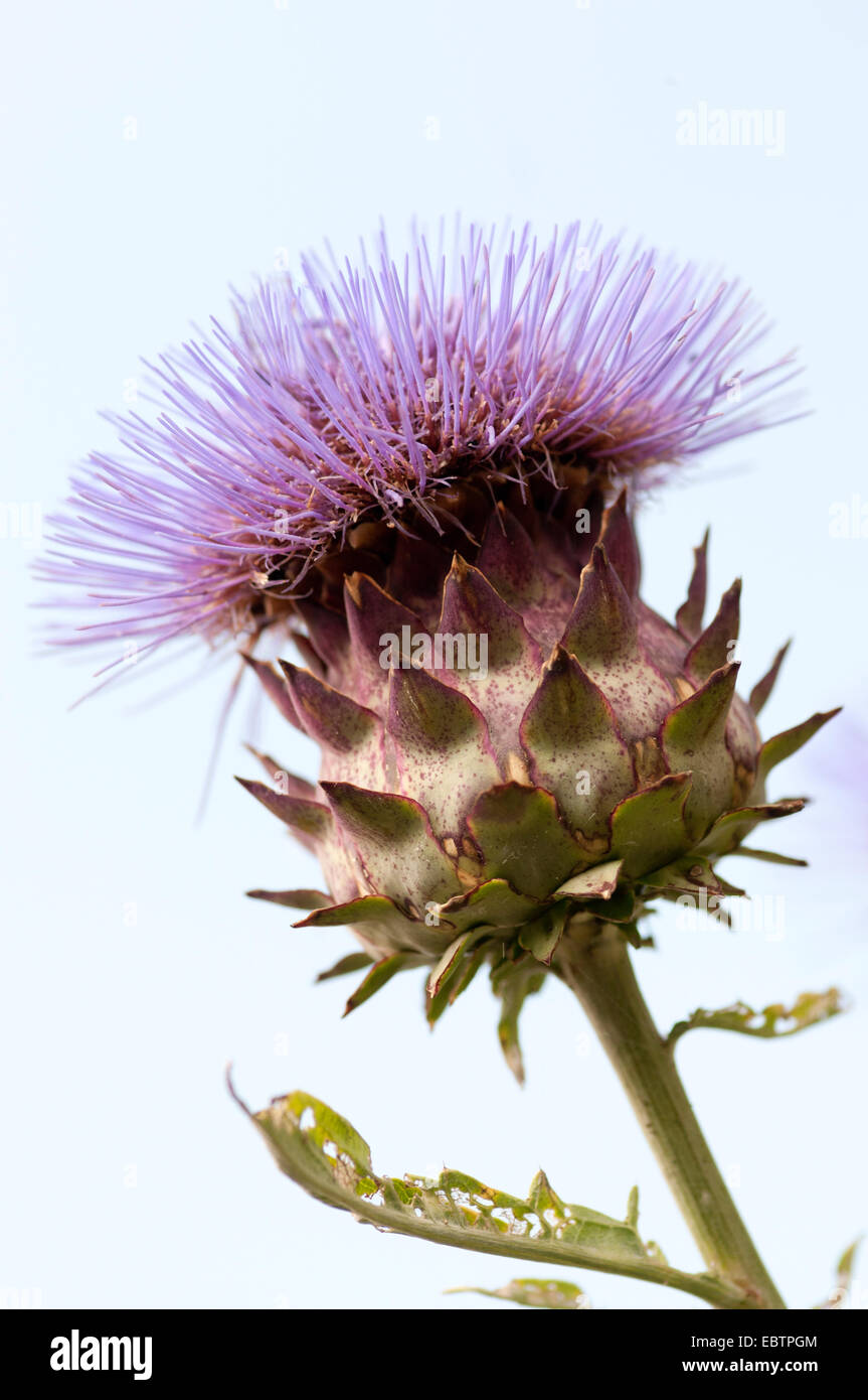 CYNARA CARDUNCULUS SYN SCOLYMUS Stock Photo