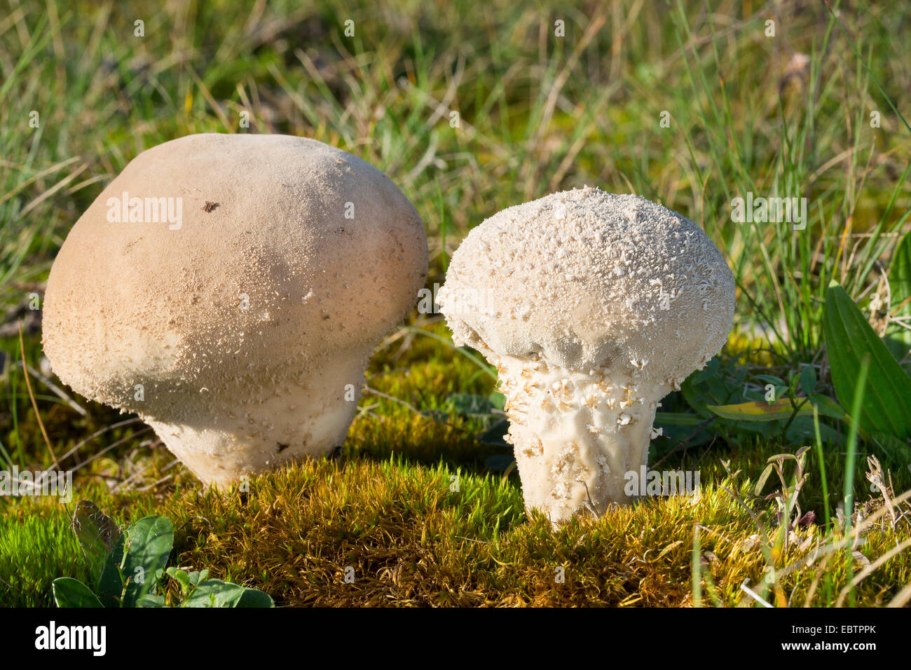 Pestle puffball (Calvatia excipuliformis, Calvatia saccata), two fruiting bodies on mossy ground, Germany Stock Photo