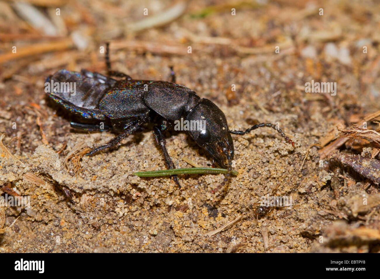 devil-s-coach-horse-ocypus-olens-staphylinus-olens-on-the-ground