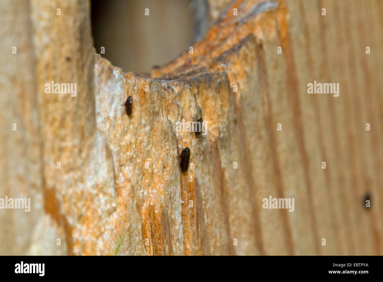European chicken flea, common chicken flea, hen flea (Ceratophyllus