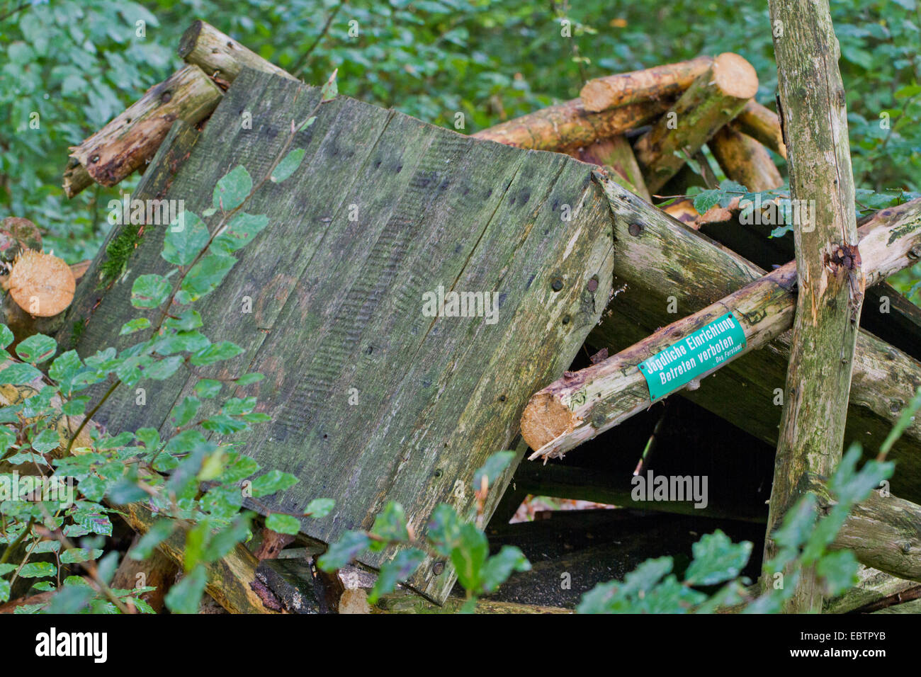 raised hide destroyed by hunt opponents, Germany, Mecklenburg-Western Pomerania Stock Photo