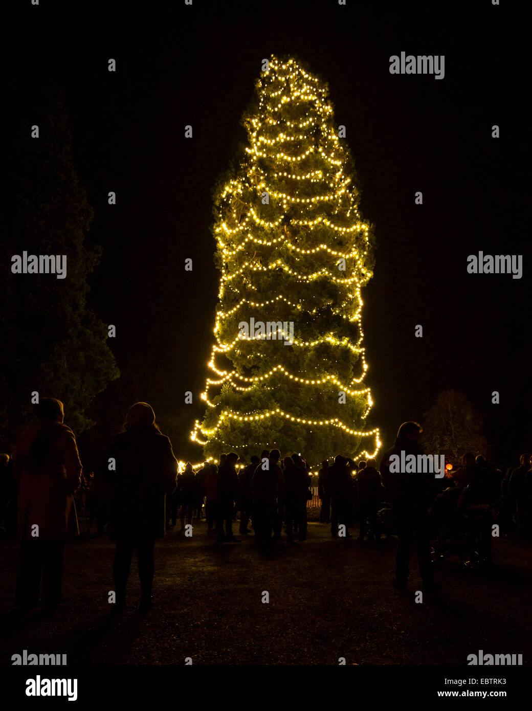 Wakehurst Place, Sussex, UK. 4th December, 2014. The UK's tallest living Christmas Tree is switched on during Glow Wild at Wakehurst. The 135ft Sierra Redwood California tree is lit by 1800 lights. The evening also featured a lantern lit walk through the garden ending at a fire feature by 'And Now' called 'Gold, Frankincense and Myrrh' . Credit:  Julie Edwards/Alamy Live News Stock Photo
