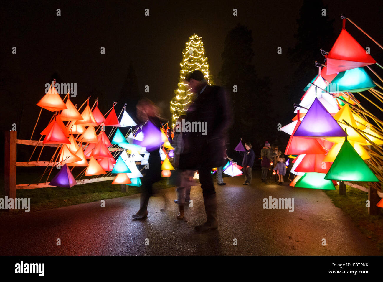 Wakehurst Place, Sussex, UK. 4th December, 2014. The UK's tallest living Christmas Tree is switched on during Glow Wild at Wakehurst. The 135ft Sierra Redwood California tree is lit by 1800 lights. The evening also featured a lantern lit walk through the garden ending at a fire feature by 'And Now' called 'Gold, Frankincense and Myrrh' . Credit:  Julie Edwards/Alamy Live News Stock Photo