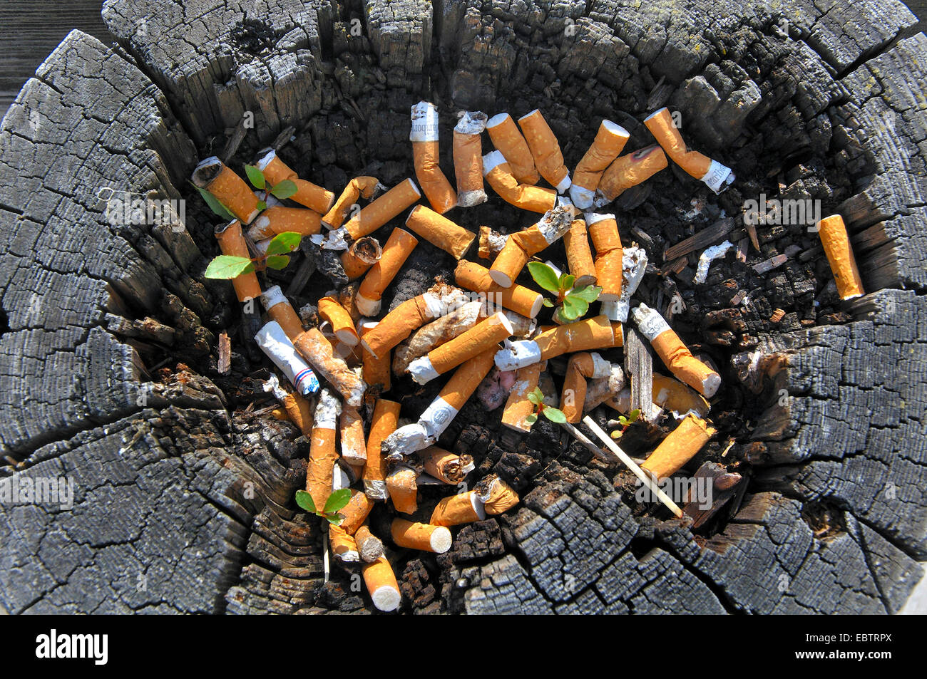 end of a cigarette Cigarette end hi-res stock photography and images