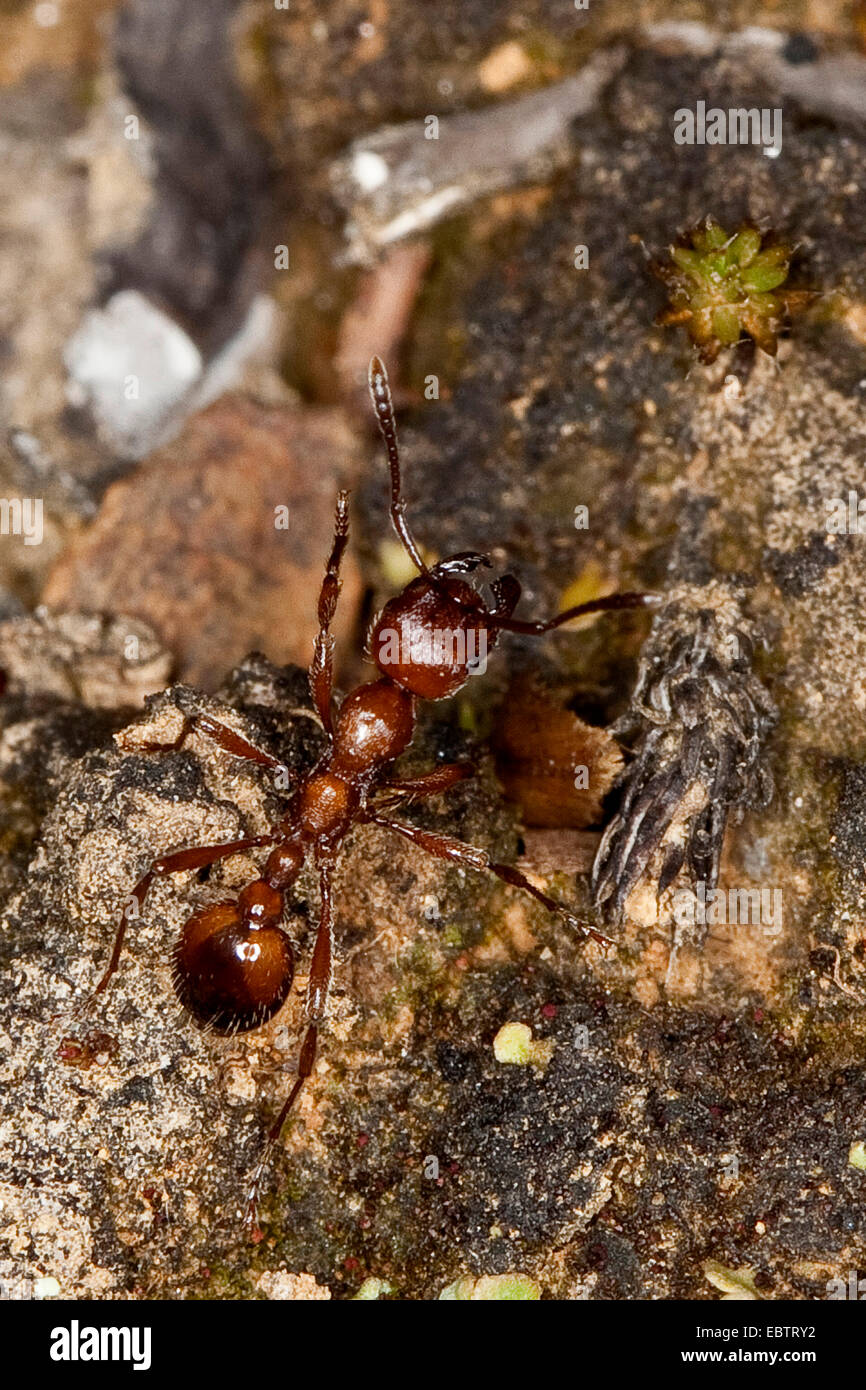 Manica rubida, Myrmica rubida (Manica rubida, Myrmica rubida), walking ...
