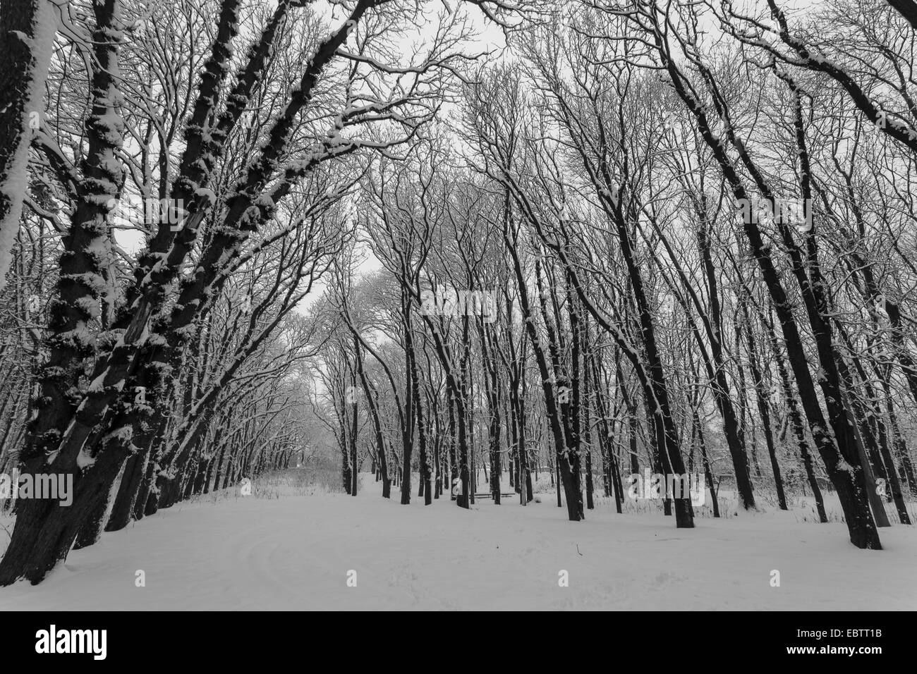 Sunset trees snow Black and White Stock Photos & Images - Alamy