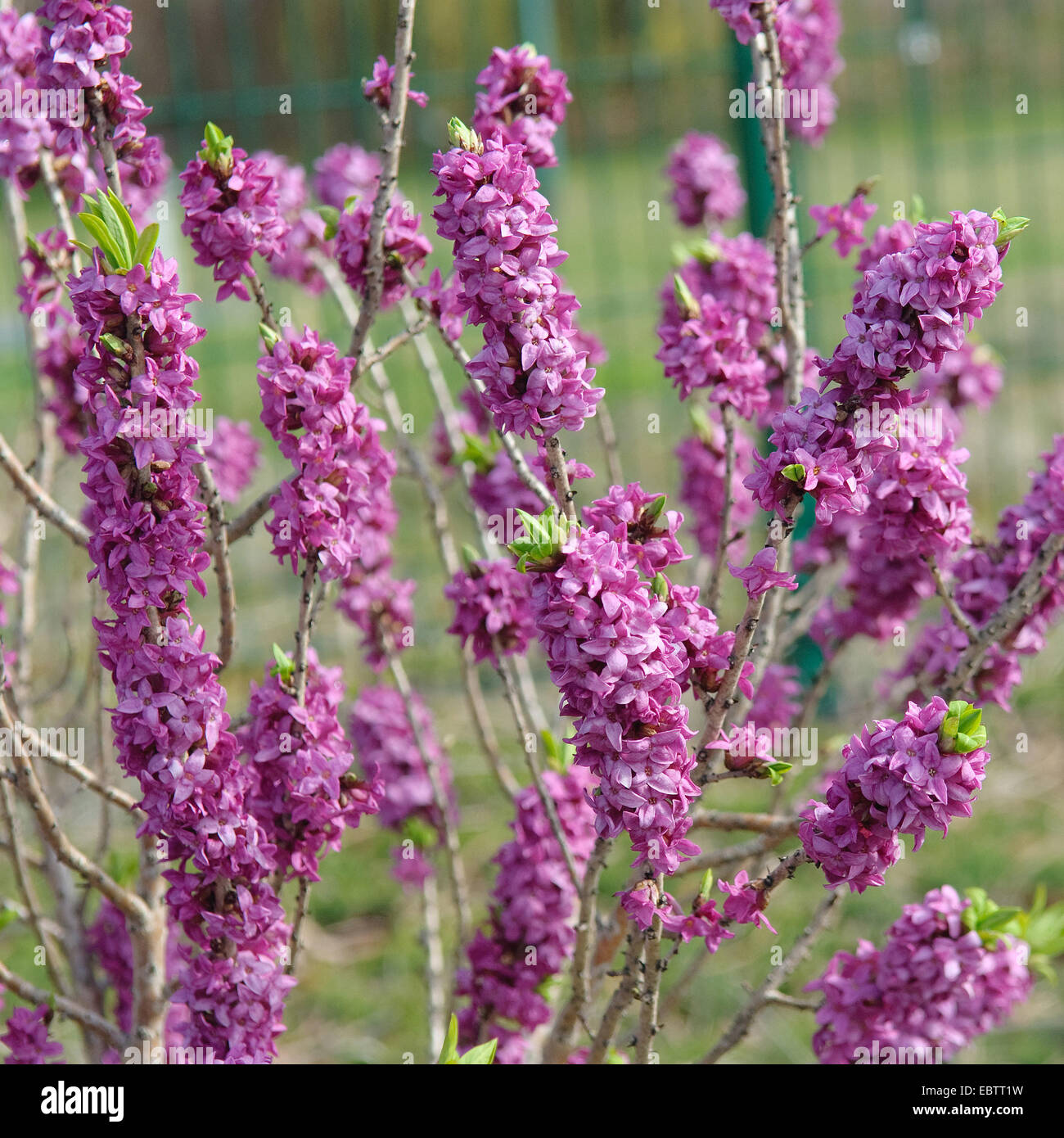 mezereon, February daphne (Daphne mezereum 'Rubra Select', Daphne mezereum Rubra Select), cultivar Rubra Select, blooming Stock Photo