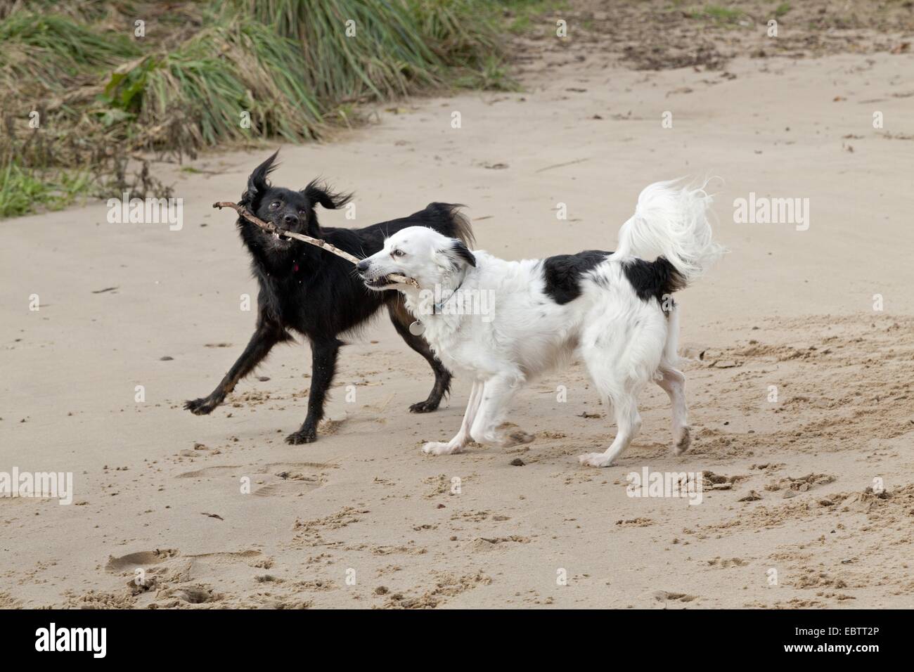two small mongrel dogs fighting for a stick Stock Photo