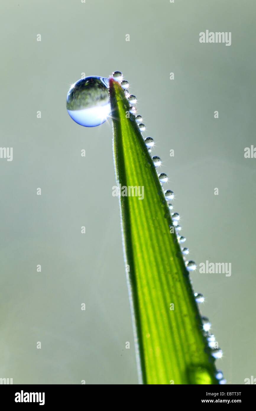 blade of grass with dew drops Stock Photo Alamy