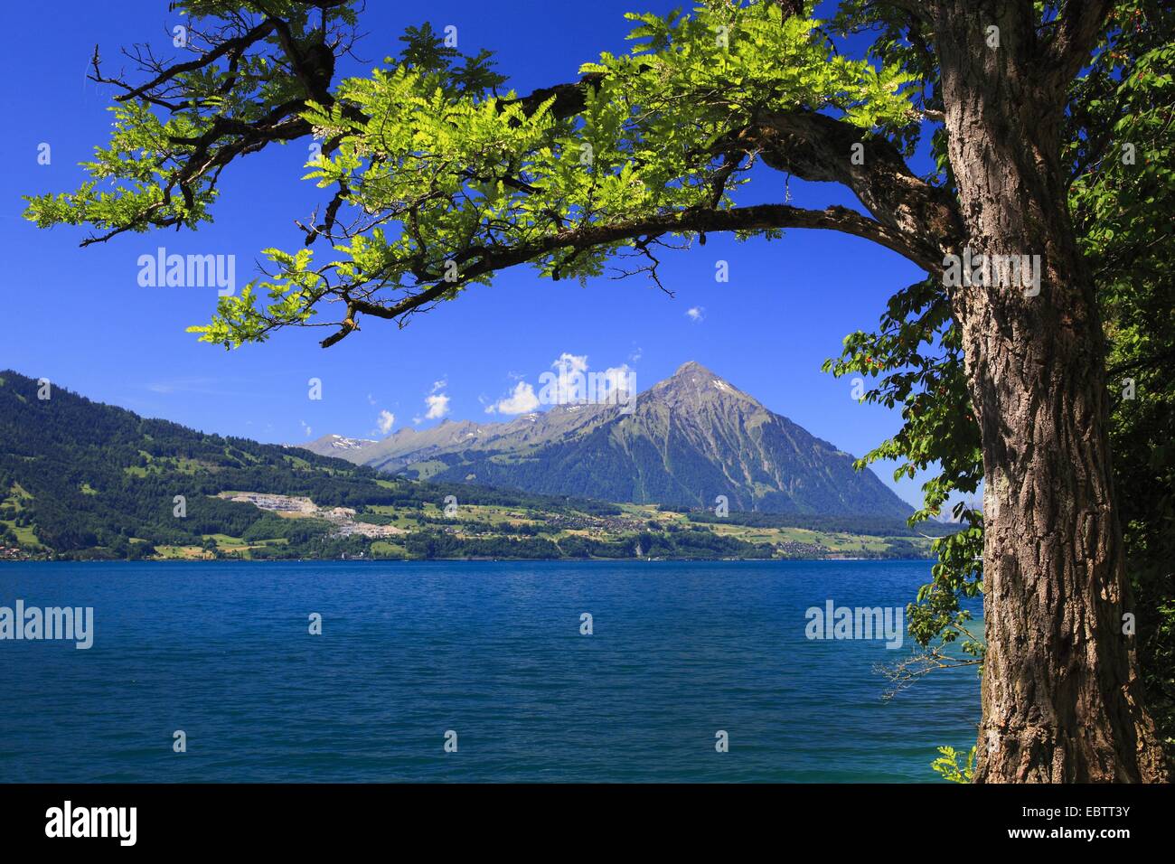 view over the Thunersee at the Niesen (2362 m), Switzerland, Berne, Bernese Oberland Stock Photo