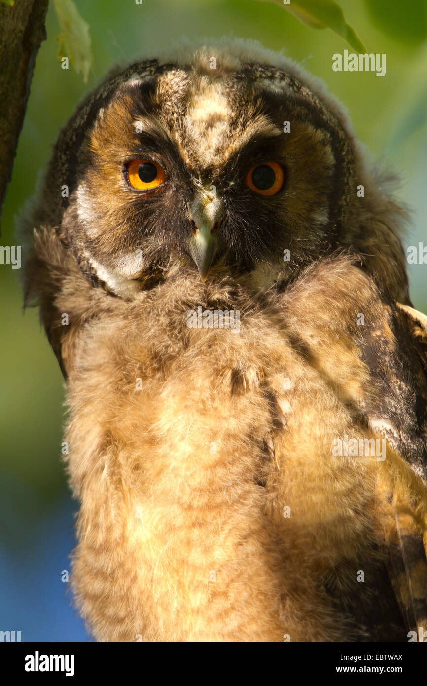 long-eared owl (Asio otus), portrait, Austria, Burgenland Stock Photo