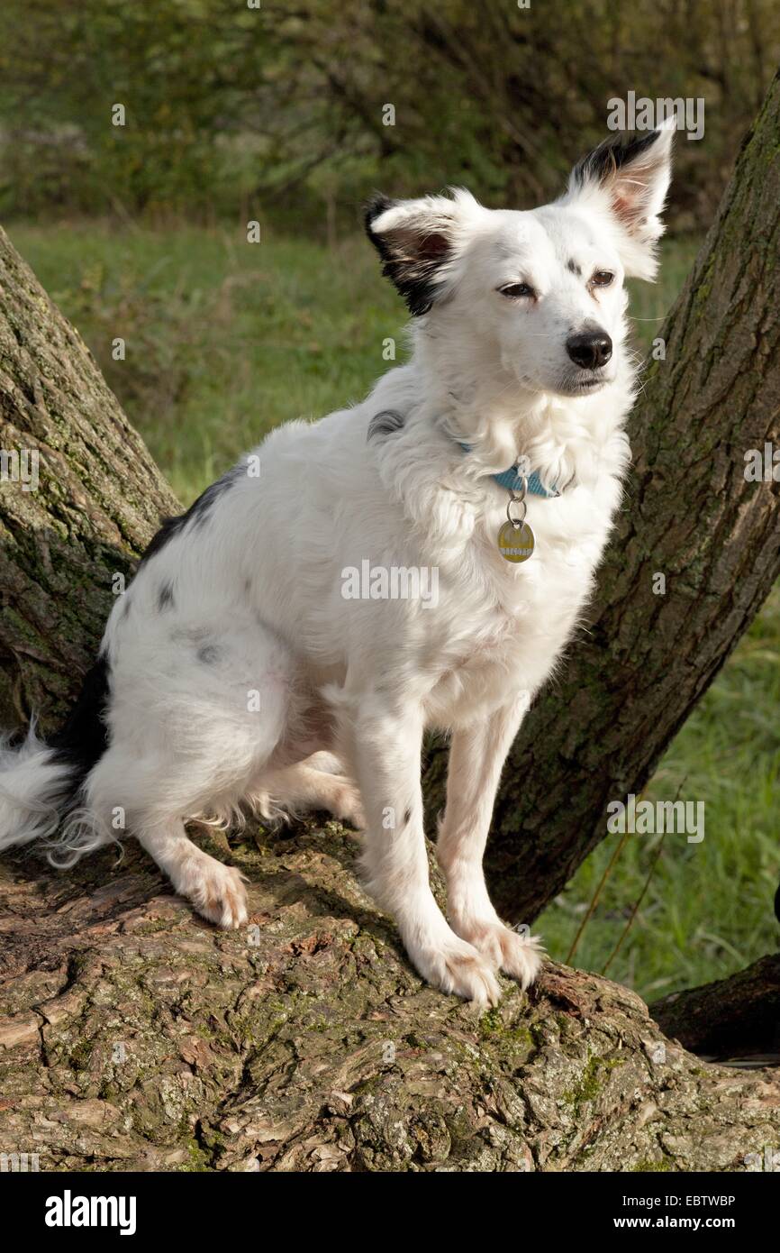 white mongrel dog Stock Photo