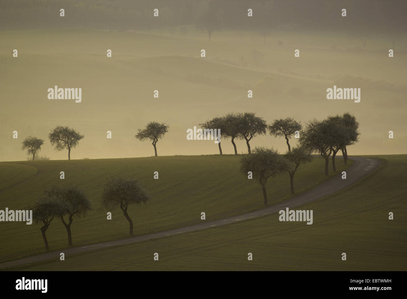 Trees in field panoramic hi-res stock photography and images - Alamy