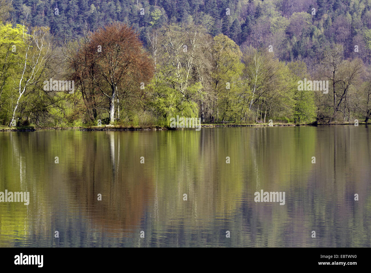 shore forest reflecting in a lake, Germany, Thueringen, Greiz Stock Photo