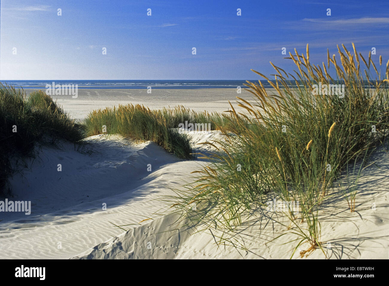 Dunes and beach of Baltrum Island, Germany, Lower Saxony, East Frisia Stock Photo