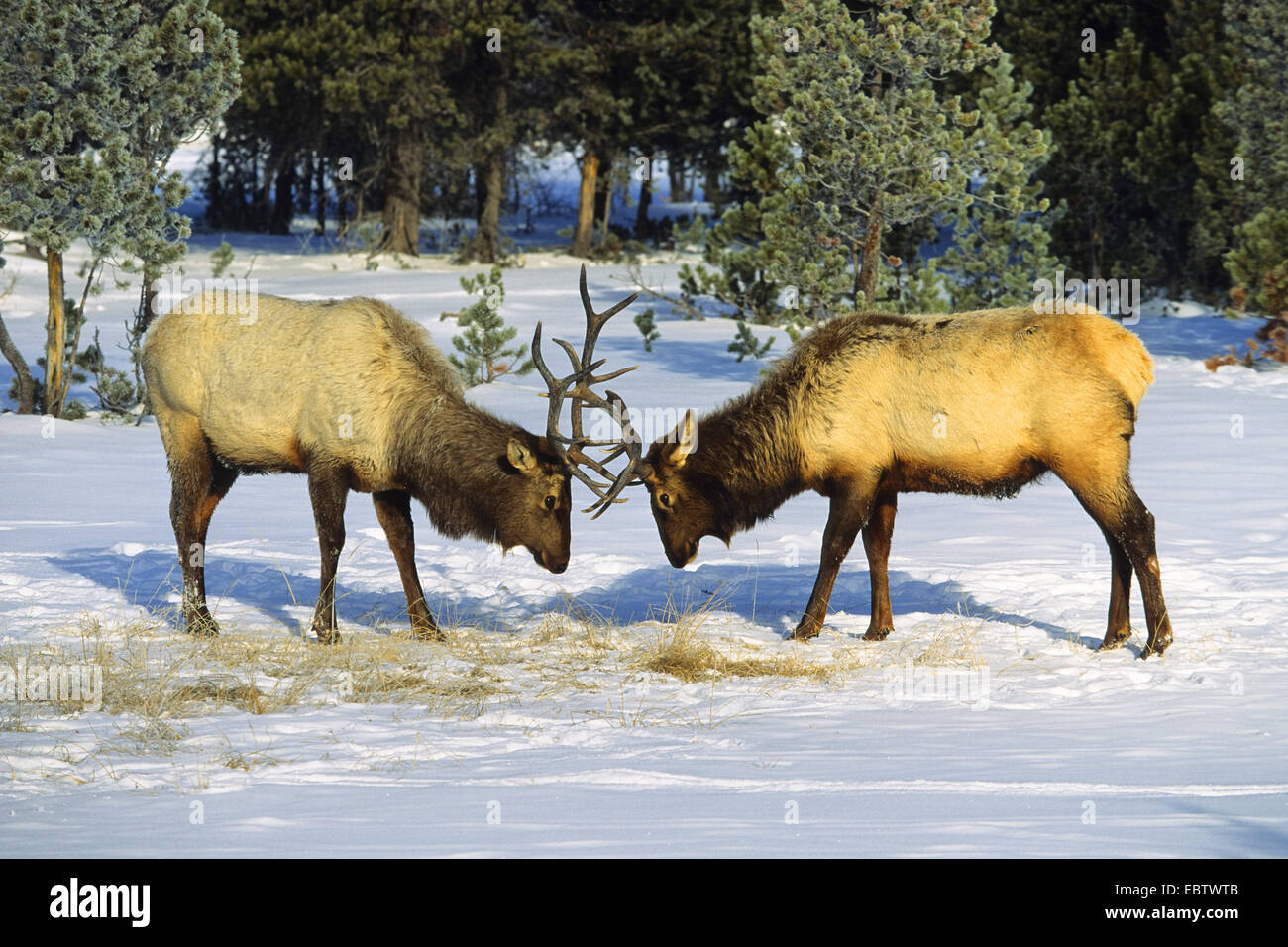 wapiti, elk (Cervus elaphus canadensis, Cervus canadensis), Elks