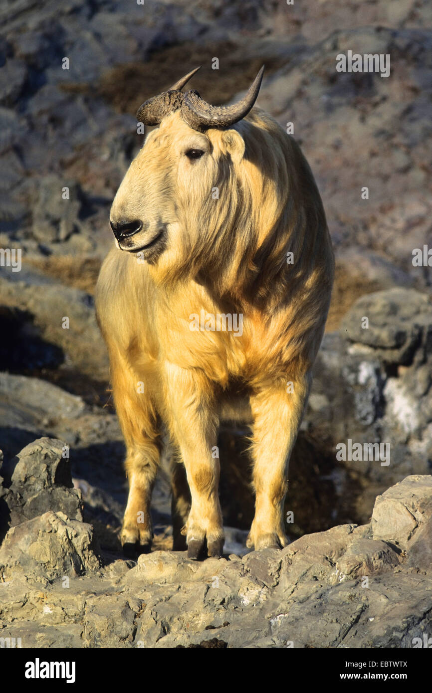 takin (Budorcas taxicolor), standing on a rock, China Stock Photo