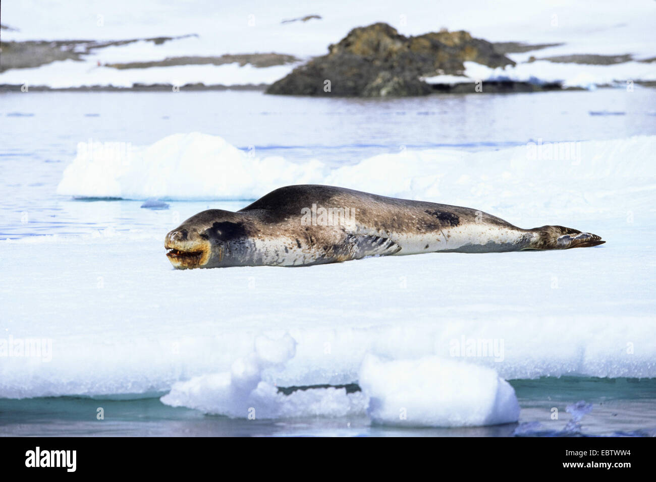 leopard seal (Hydrurga leptonyx), resting on icefloe, Antarctica, Antarctic Peninsula Stock Photo