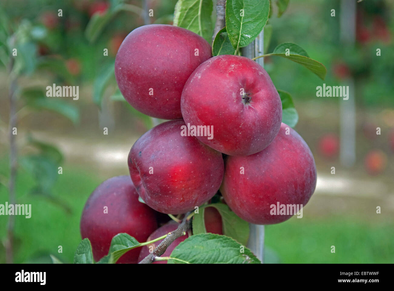apple tree (Malus domestica 'Enterprise', Malus domestica Enterprise), cultivar Enterprise, apples on a tree Stock Photo