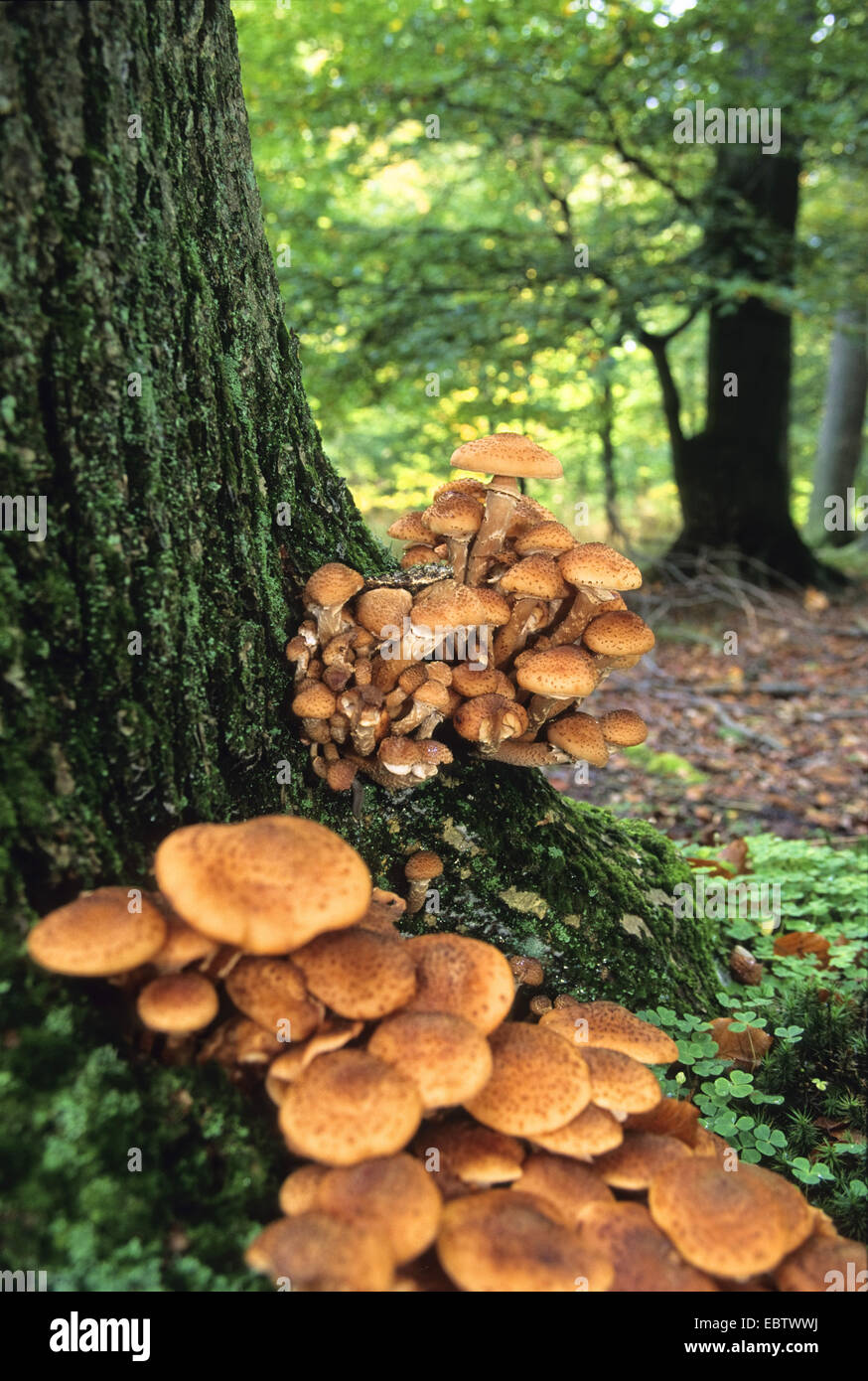 honey fungus (Armillaria mellea), Mushrooms at the base of a tree trunk, Germany Stock Photo