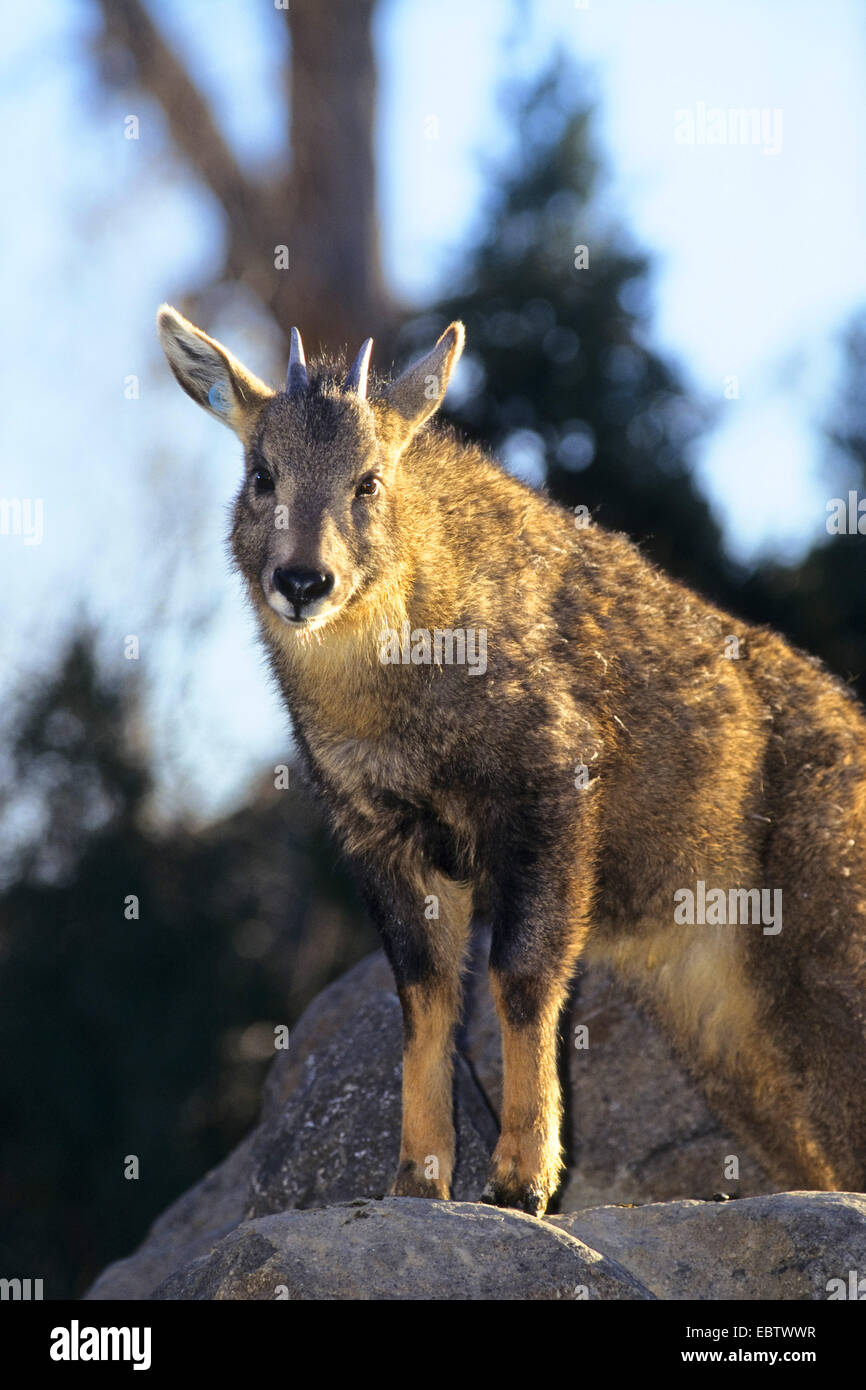Goral (Naemorhedus griseus), standing on a rock Stock Photo