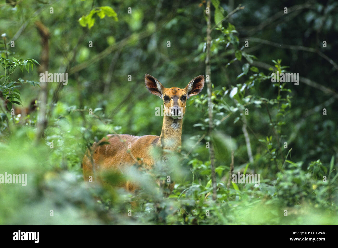 bushbuck, harnessed antelope (Tragelaphus scriptus), female, Botswana, Chobe National Park Stock Photo