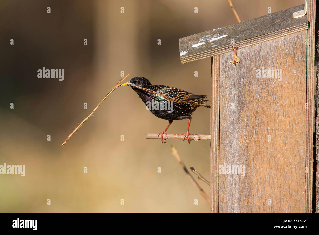 common starling (Sturnus vulgaris), with nesting material at the nesting box, Germany Stock Photo