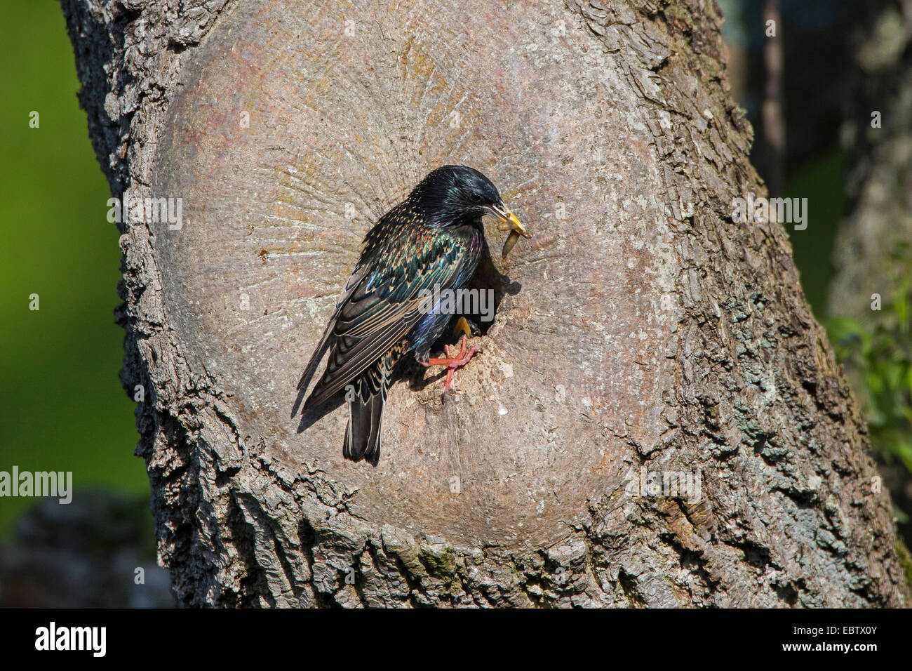 common starling (Sturnus vulgaris), at natural breeding cave with fodder, Germany Stock Photo
