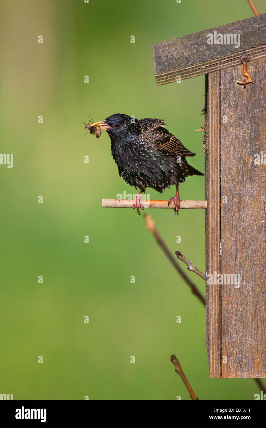 common starling (Sturnus vulgaris), with fodder in its bill at the nesting box, Germany Stock Photo