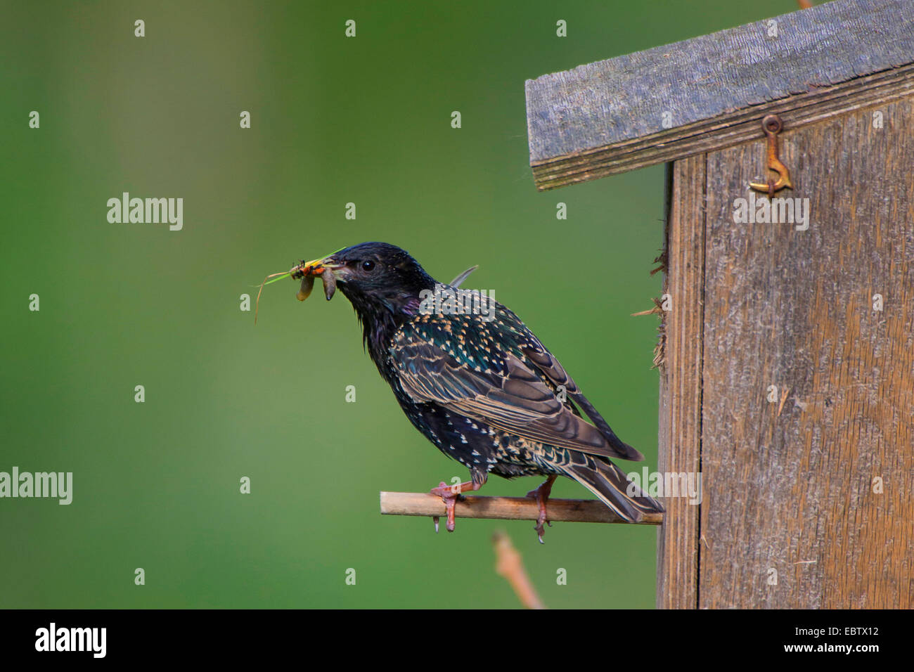 common starling (Sturnus vulgaris), with fodder in its bill at the nesting box, Germany Stock Photo