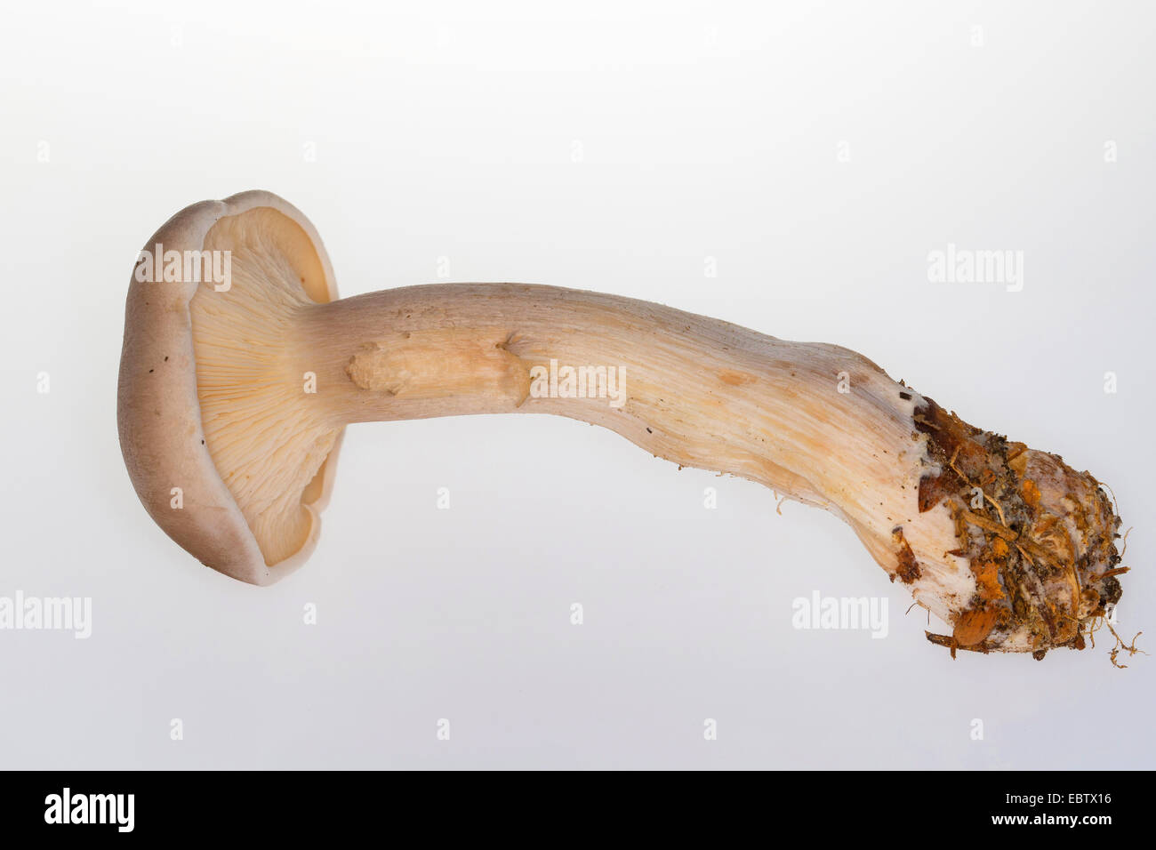 clouded agaric, cloud funne (Lepista nebularis), fruiting body, side view, Germany Stock Photo