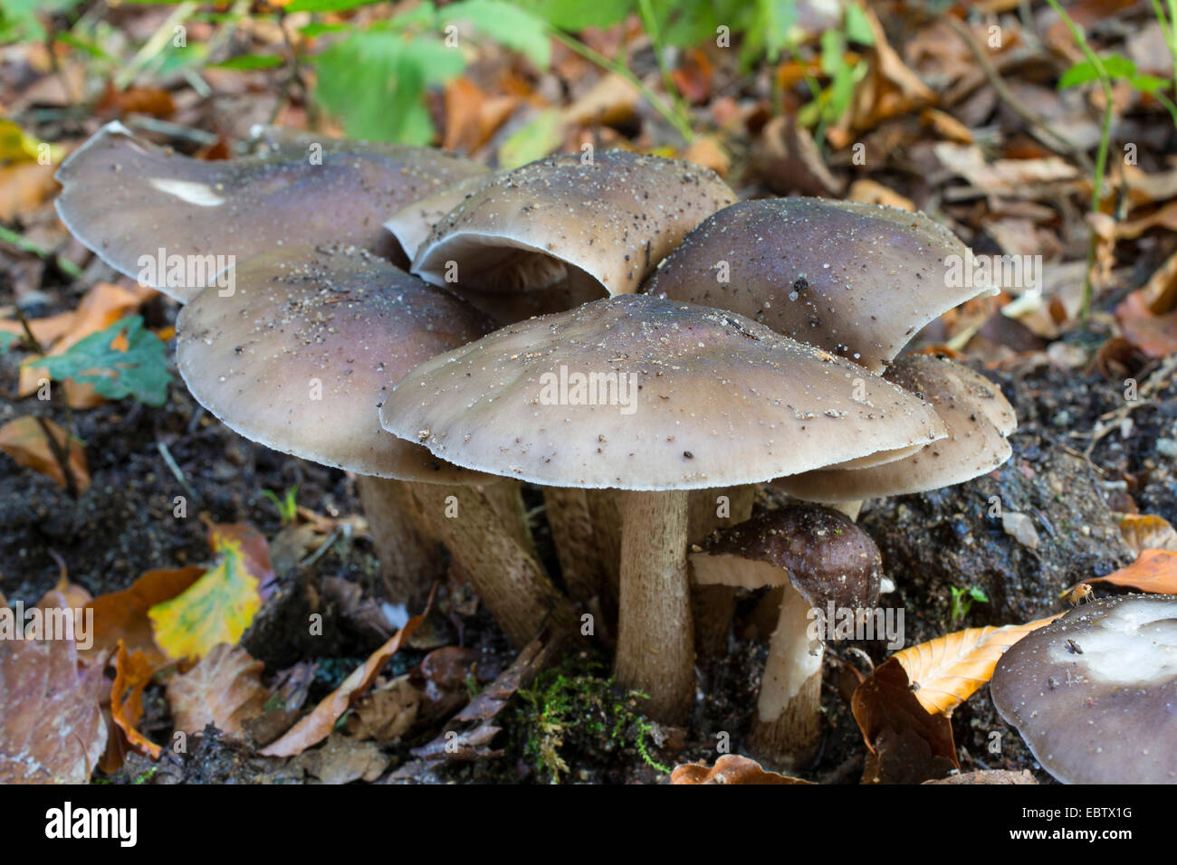 deer shield, deer mushroom, fawn mushroom (Pluteus cervinus, Pluteus atricapillus), fruiting bodies on forest ground, Germany Stock Photo