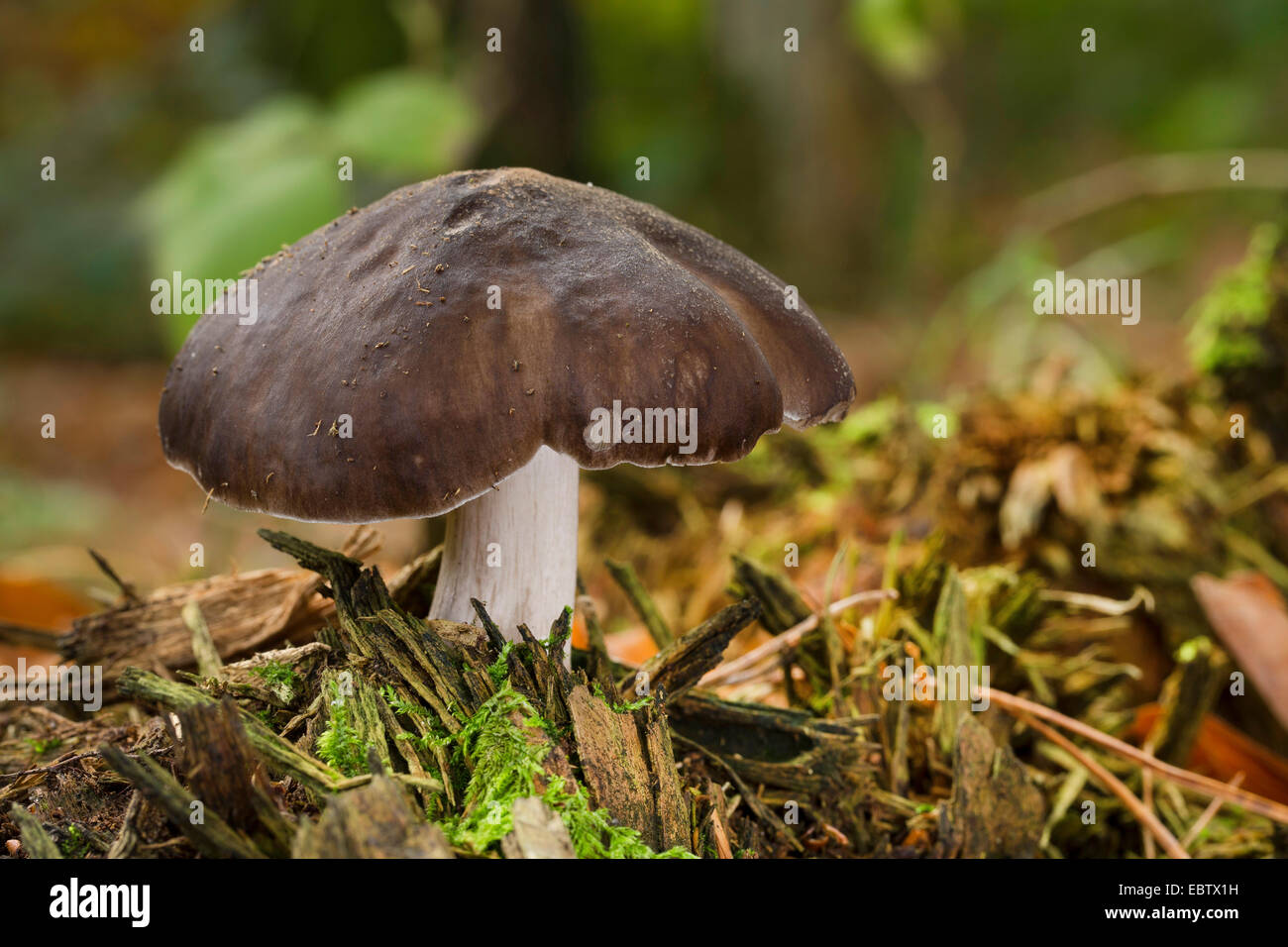 deer shield, deer mushroom, fawn mushroom (Pluteus cervinus, Pluteus atricapillus), fruiting body on forest ground, Germany Stock Photo