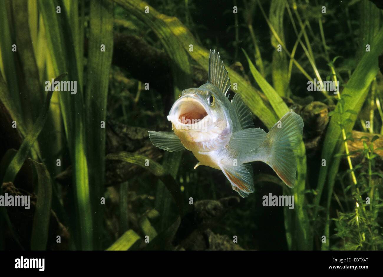Perch, European perch, Redfin perch (Perca fluviatilis), with opened mouth, Germany Stock Photo