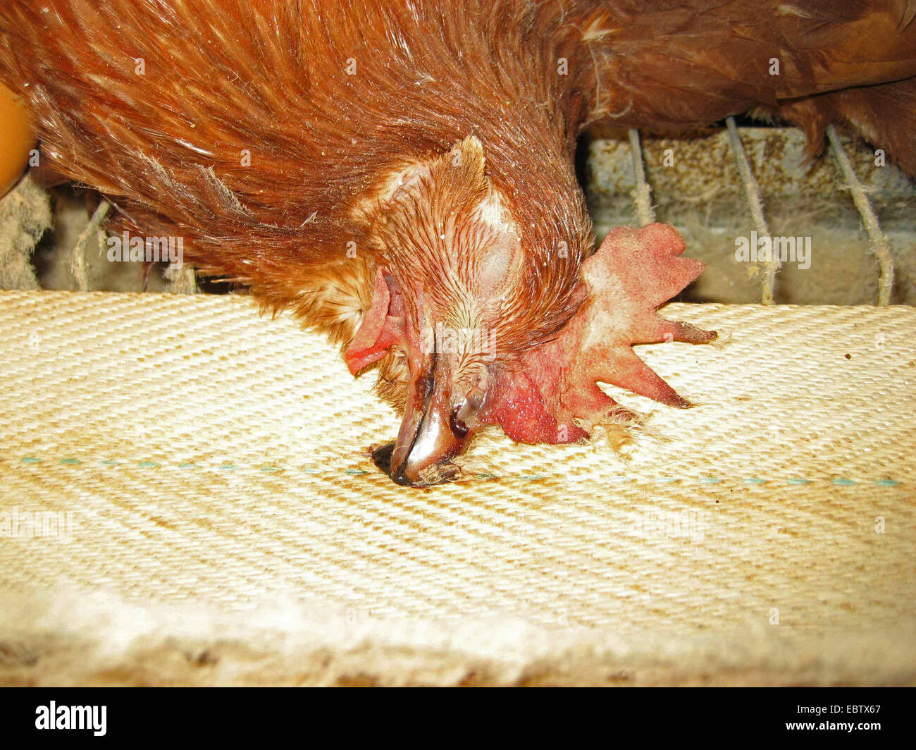 domestic fowl (Gallus gallus f. domestica), hen laying dead in battery farm, Germany, Stock Photo