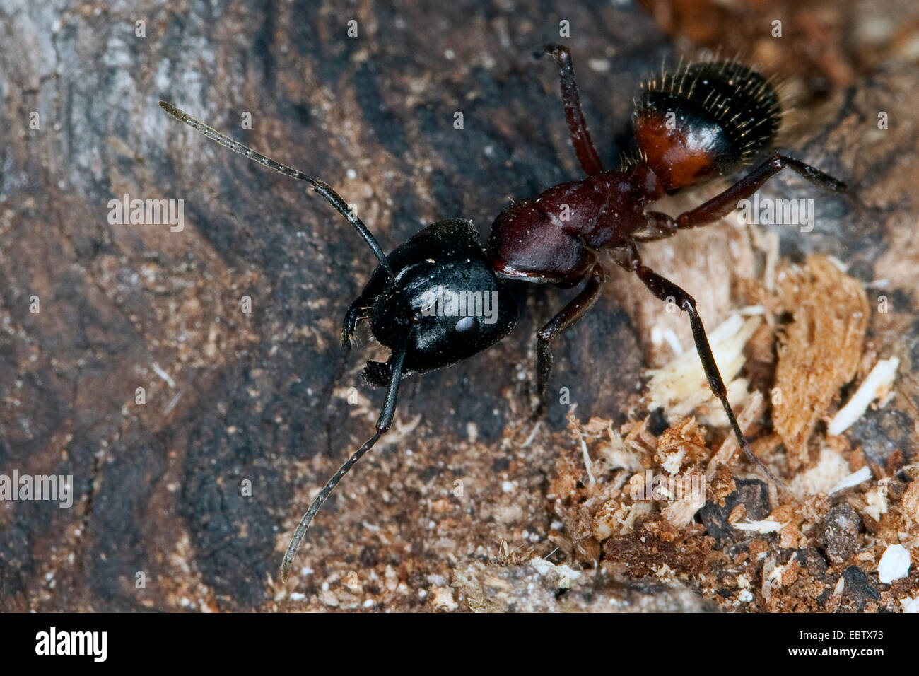 Carpenter ant (Camponotus ligniperdus, Camponotus ligniperda), on wood, Germany Stock Photo