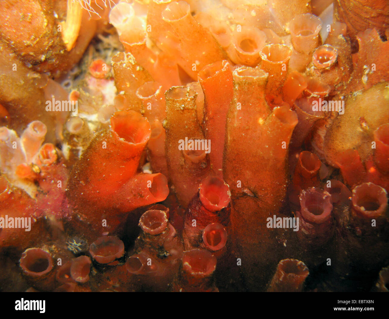 Sea vase, Vase tunicate (Ciona intestinalis), closeup Stock Photo
