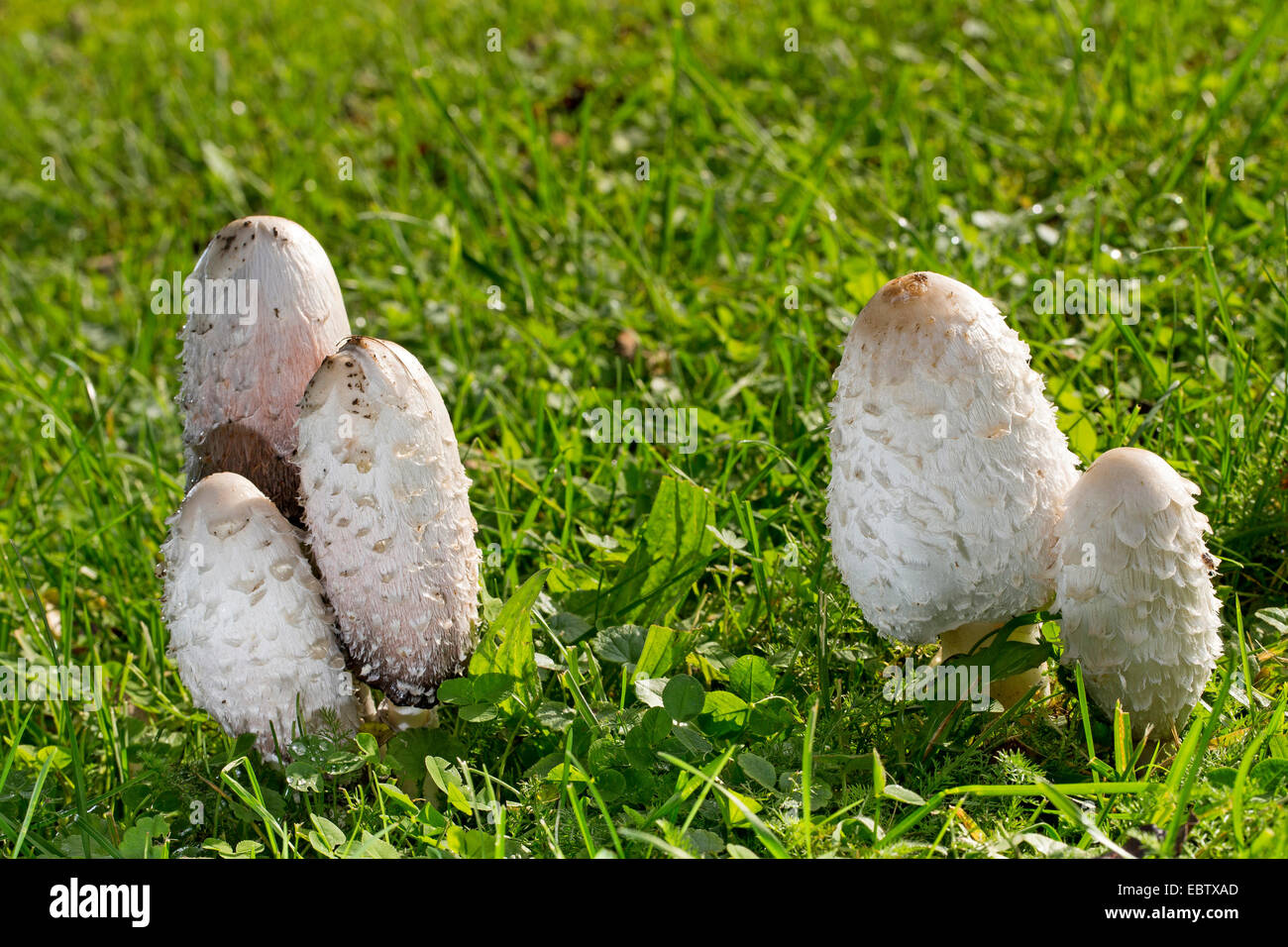 Shaggy ink cap, Lawyer's wig, Shaggy mane (Coprinus comatus), fruiting bodies in a meadow, Germany Stock Photo