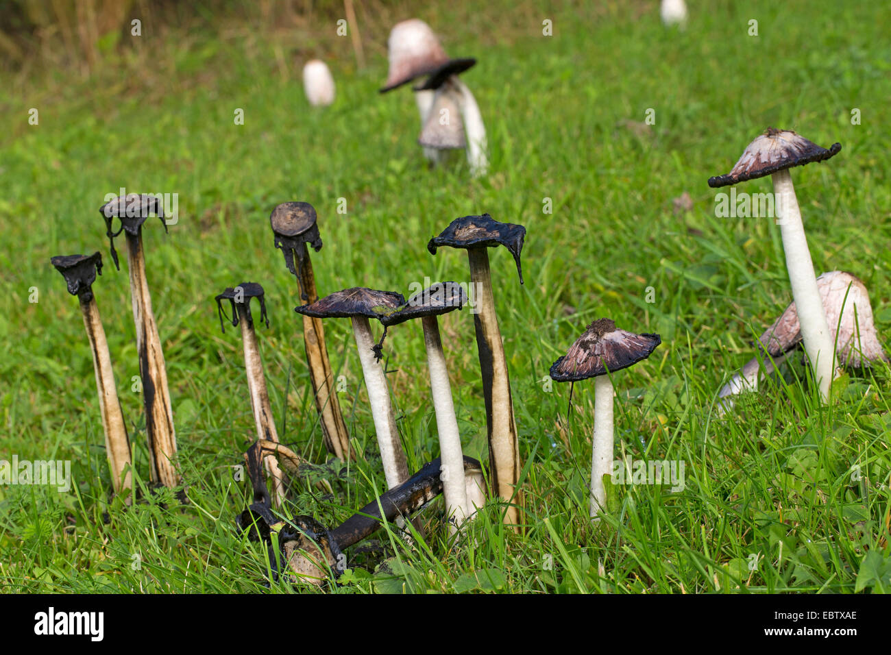 Shaggy ink cap, Lawyer's wig, Shaggy mane (Coprinus comatus), fruiting bodies in a meadow, black with dissolved caps, Germany Stock Photo