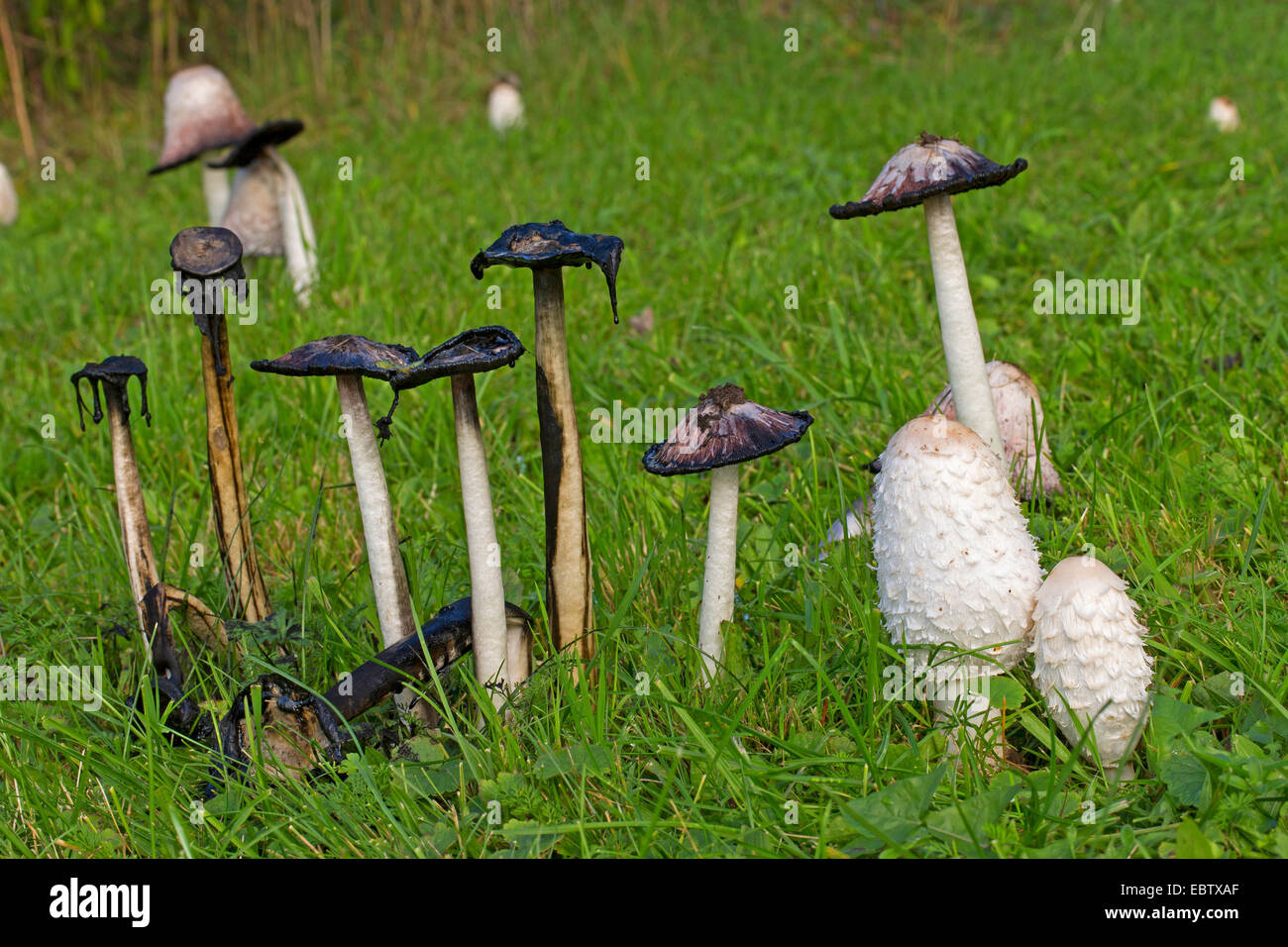 Shaggy ink cap, Lawyer's wig, Shaggy mane (Coprinus comatus), fruiting bodies in a meadow, different stages of development, Germany Stock Photo