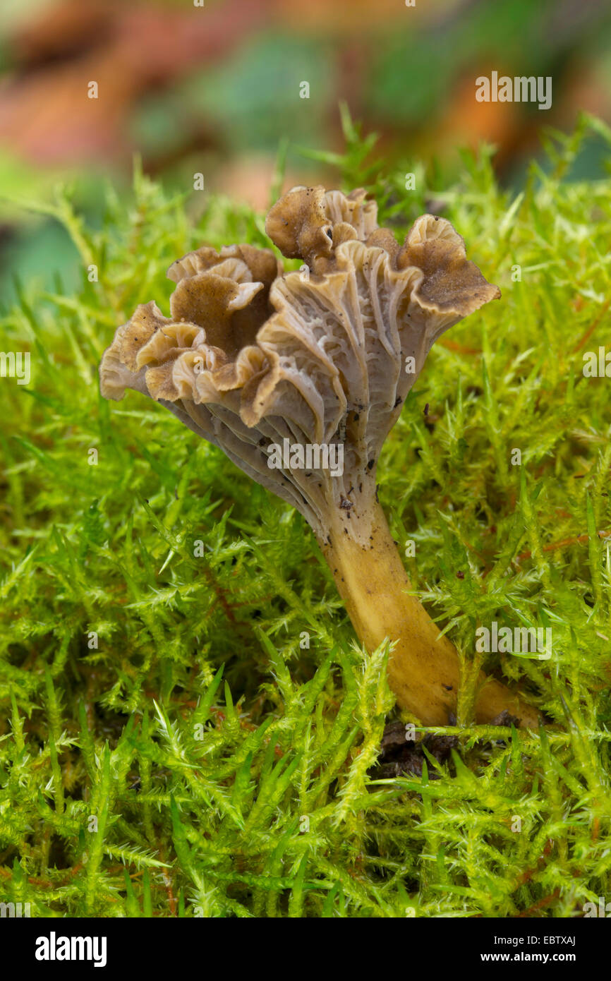 Trumpet Chanterelle, Yellowfoot, winter mushroom, Funnel Chanterelle (Craterellus tubaeformis, Cantharellus infundibuliformis, Cantharellus tubaeformis), fruiting body on moss, Germany Stock Photo