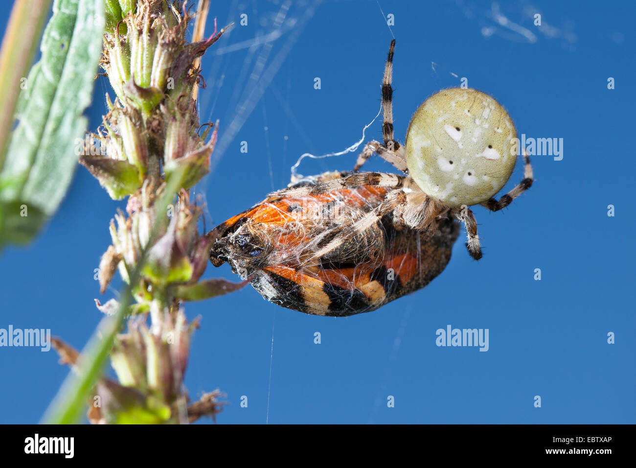 fourspotted orbweaver (Araneus quadratus), caught a butterfly, Germany Stock Photo