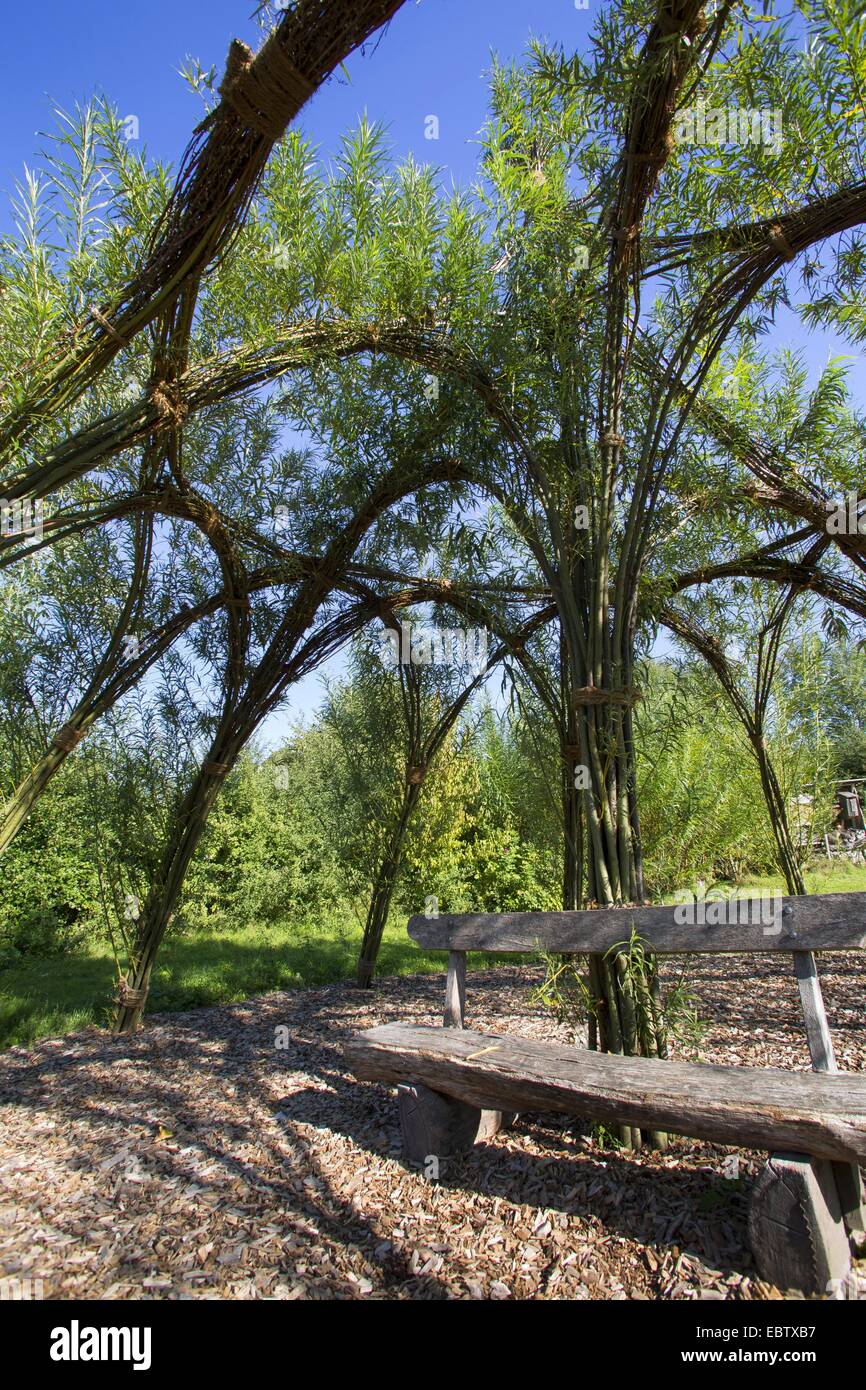 willow, osier (Salix spec.), self-made bower from willow; twigs stuck in the ground are growing and braided , Germany Stock Photo