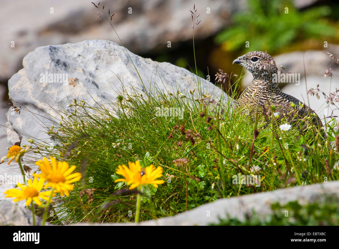 Rock ptarmigan, Snow chicken (Lagopus mutus), in its natural habitat, Switzerland, Toggenburg, Chaeserrugg Stock Photo